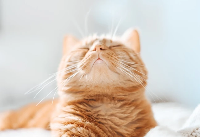 gato comun naranja dormido