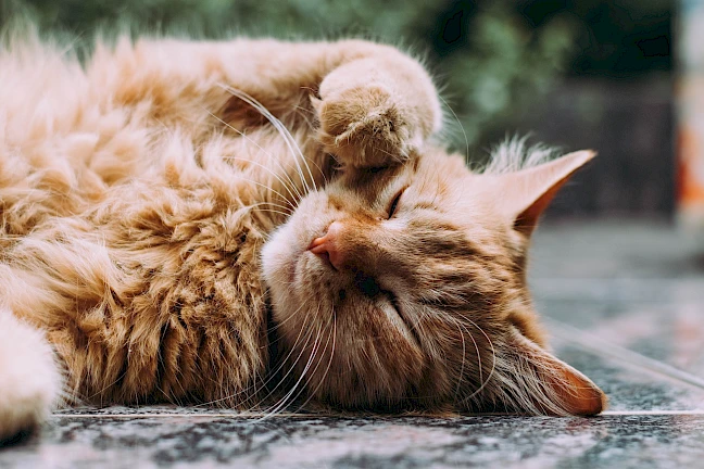 common cat resting