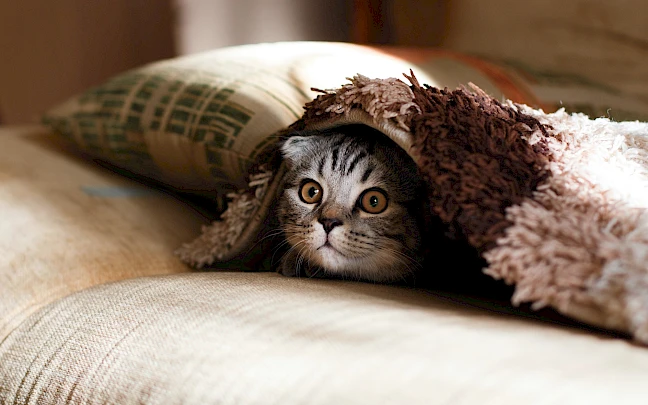 gato bajo una manta